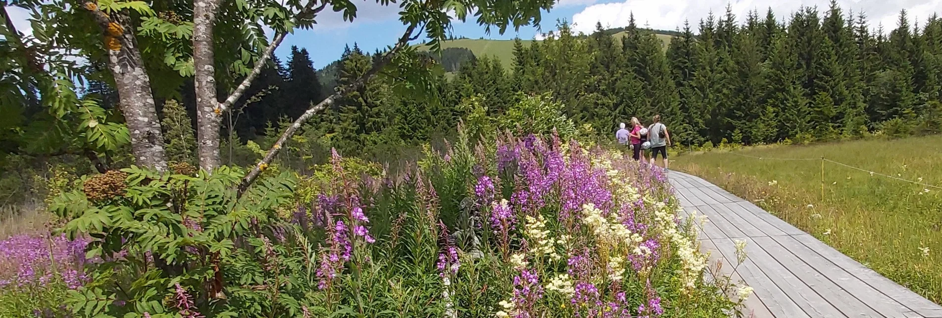 Theme path Moor nature trail, Teichalm - Touren-Impression #1 | © Oststeiermark Tourismus