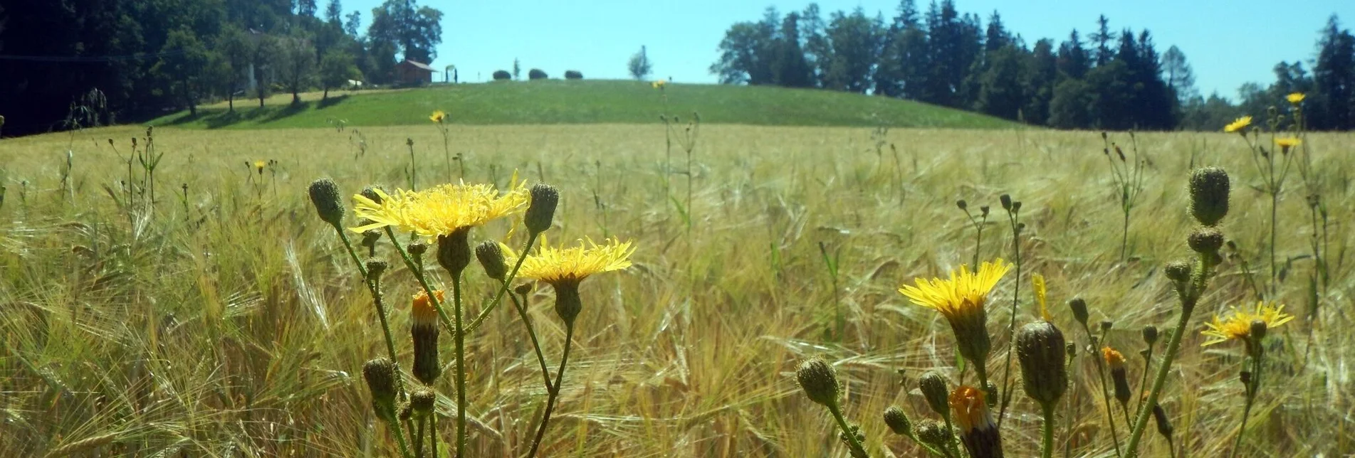 Wanderung Gratkorner Rundwanderung - Touren-Impression #1 | © Region Graz