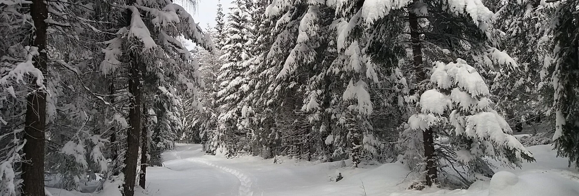 Schneeschuh Im Schnee auf die Packeralpe - Touren-Impression #1 | © Region Graz