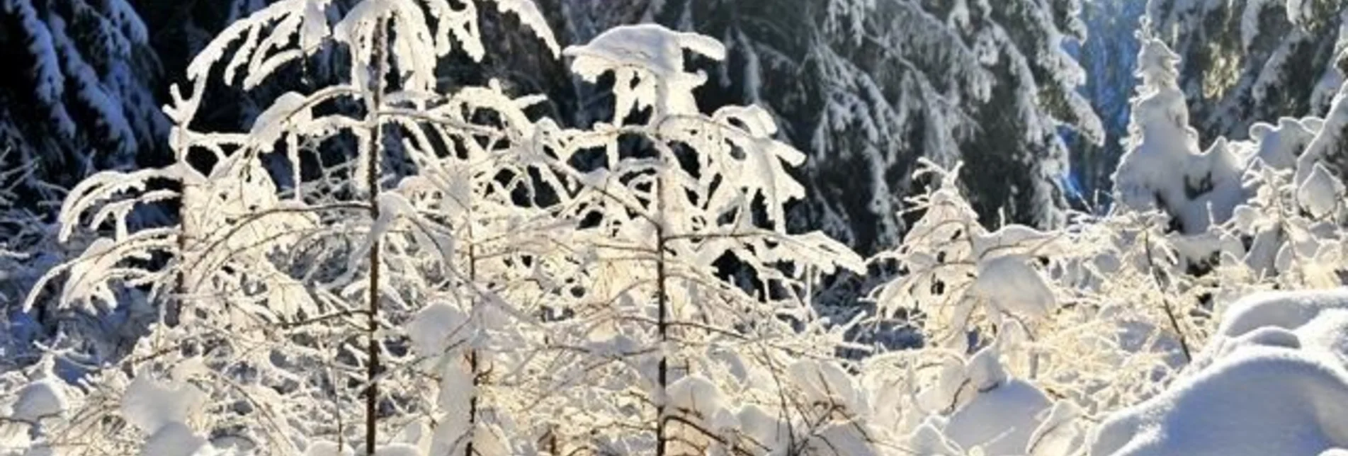 Snowshoe walking Through the winter forests of Fischbach, Fischbach - Touren-Impression #1 | © Unbekannt