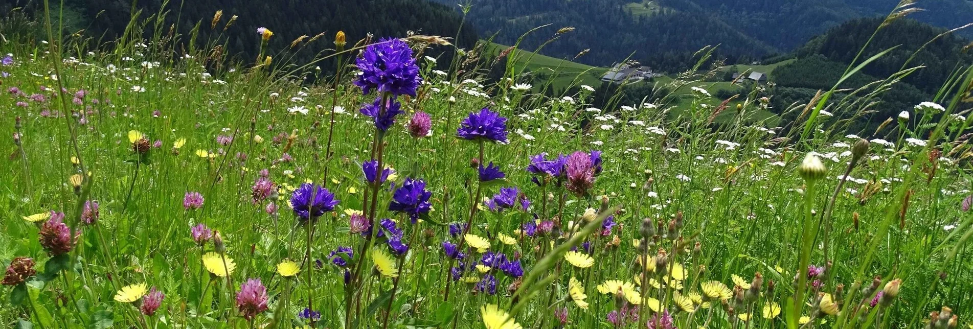 Wanderung Steinplan vom Oberkamper - Touren-Impression #1 | © Weges OG