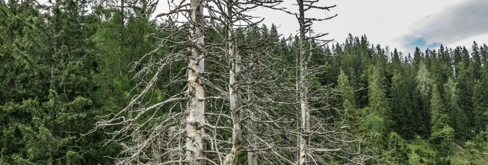 Bergtour Kräuterin Hochstadl Überschreitung - Touren-Impression #1 | © TV Gesäuse