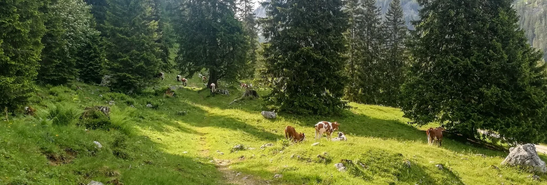 Trailrunning Tausing Runde - Touren-Impression #1 | © Tourismusverband Grimming-Donnersbachtal