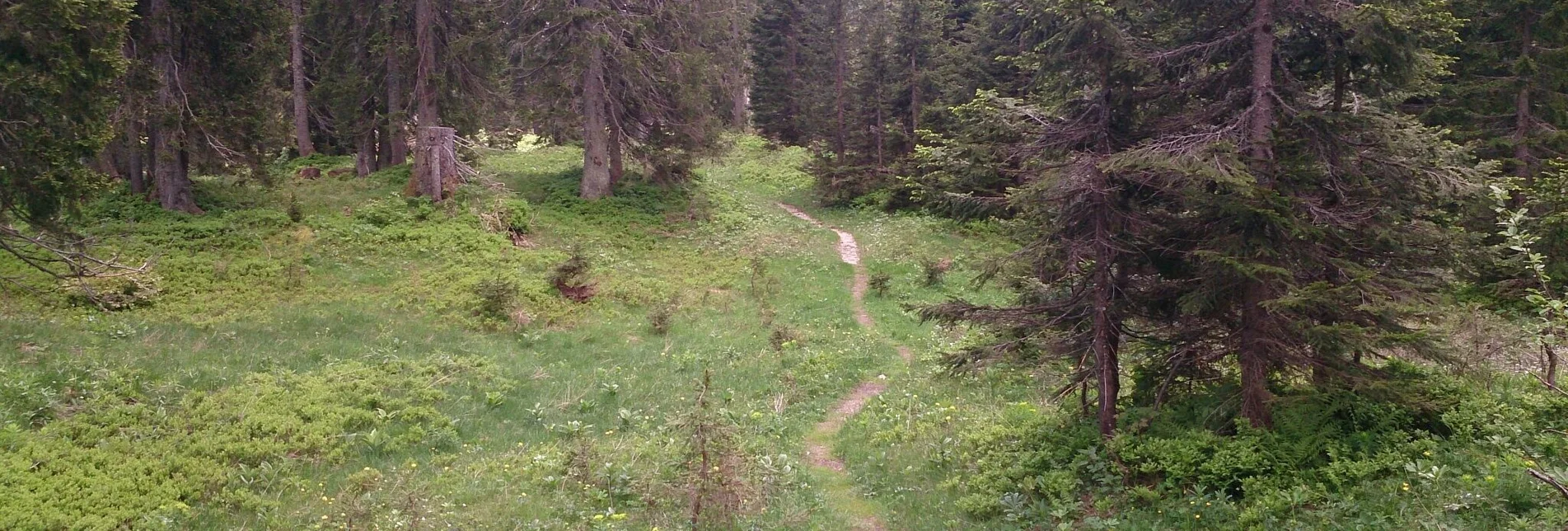 Hiking route Feldwiesalm and Eiserner Herrgott from Taschelbach - Touren-Impression #1 | © TV Hochsteiermark