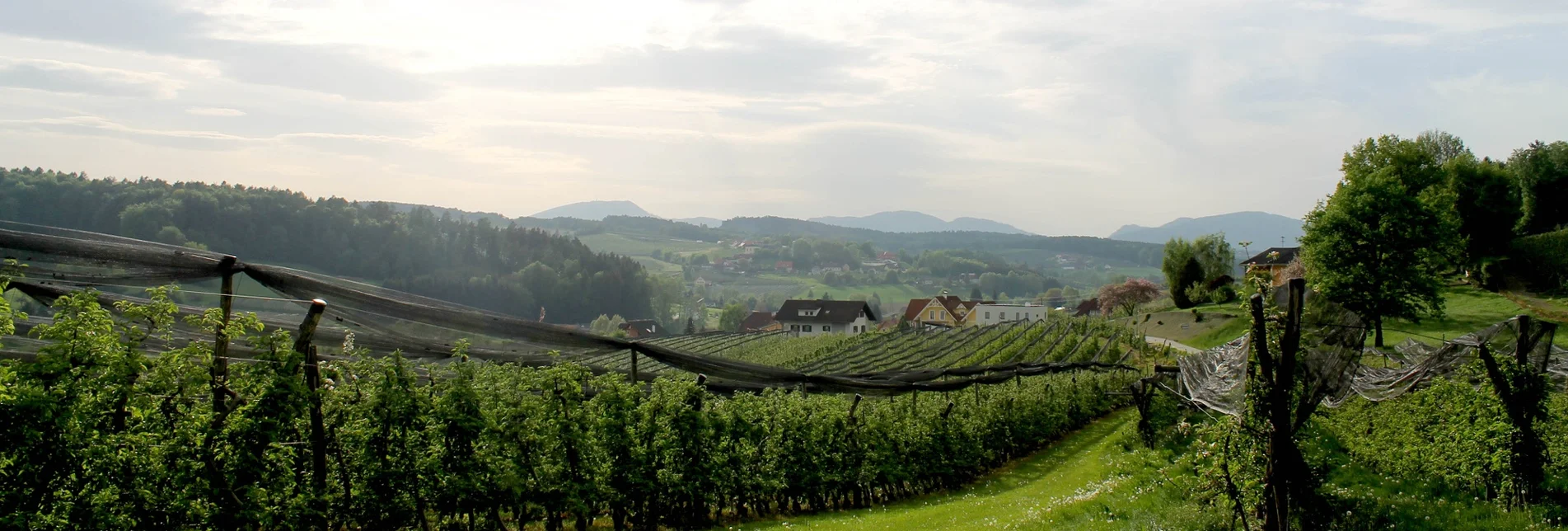 Wanderung Apfelrundweg Etzersdorf - Rollsdorf - Touren-Impression #1 | © TV St. Ruprecht an der Raab