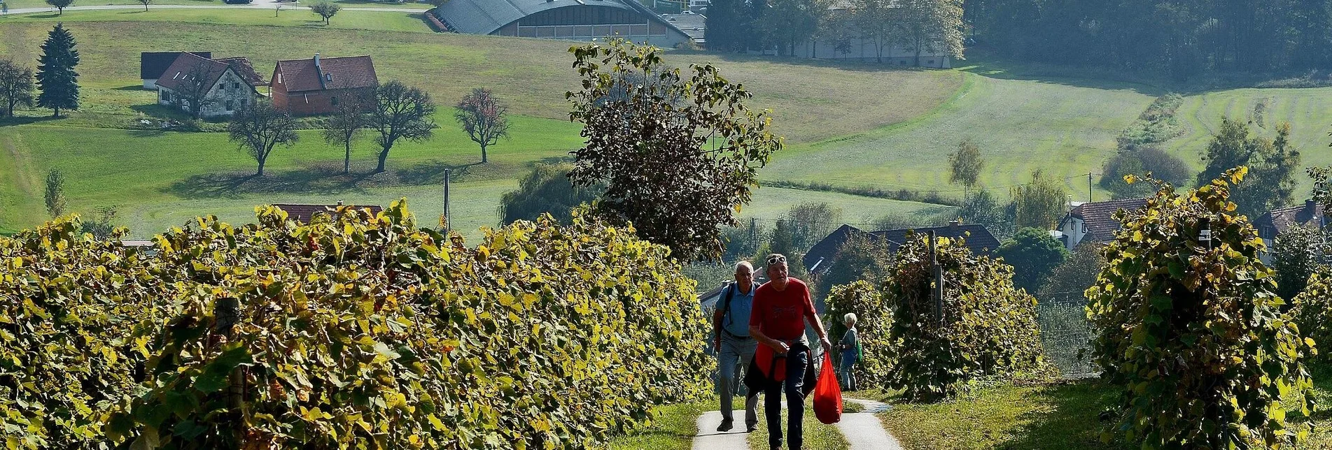 Wanderung Große Buschenschank- Runde, Stubenberg - Touren-Impression #1 | © Oststeiermark Tourismus