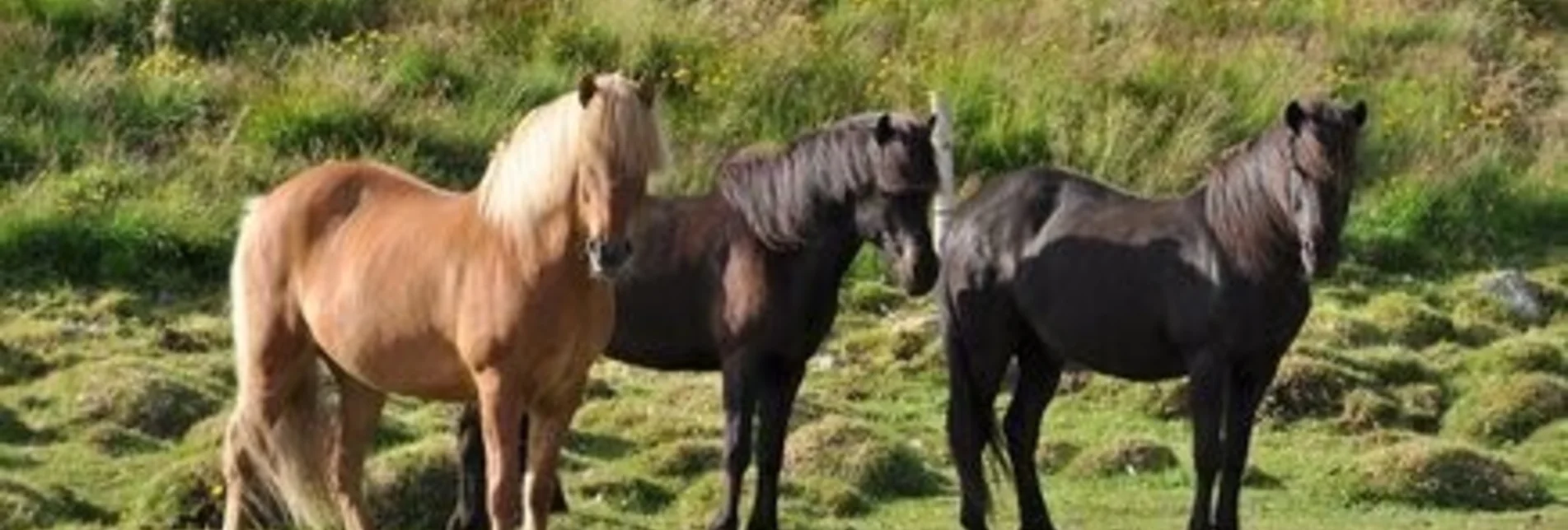 Reiten Prielerhof - Touren-Impression #1