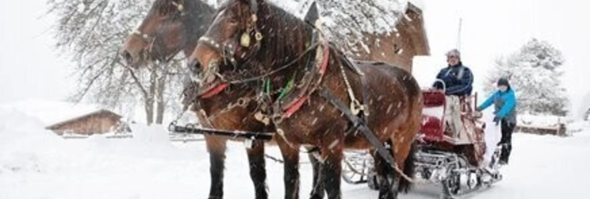 Horse Carriage Ride Horse Drawn Sleigh Rides Peterbauerhof - Touren-Impression #1