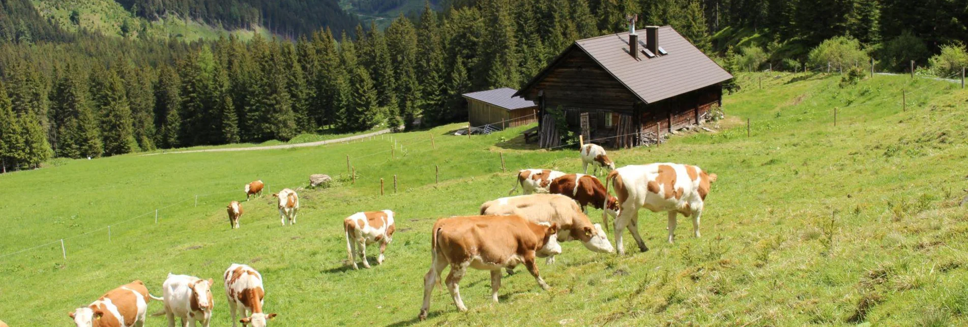 Hiking route Auf die Kälberalm - Himmlisches Platzerl 4 - Touren-Impression #1 | © Bauernhof Braun