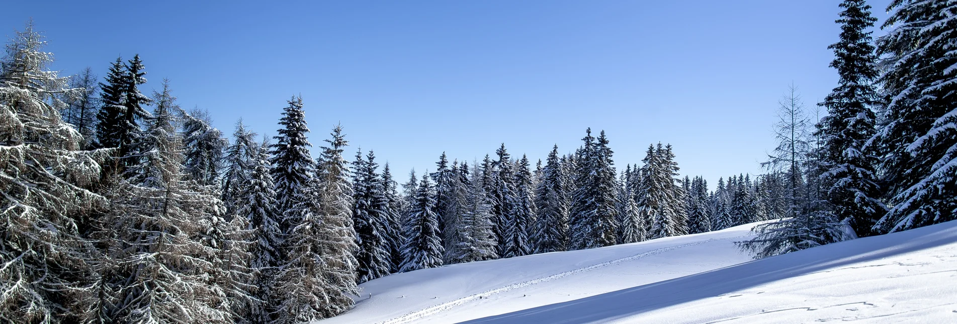 on the Frauenalpe | © Steiermark Tourismus | Tom Lamm