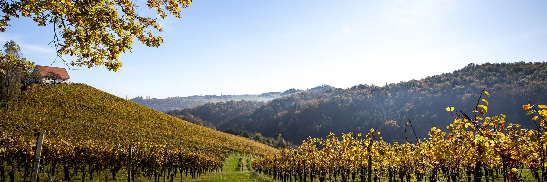 Herbst in der Südsteiermark, Sernauberg | © STG | Tom Lamm