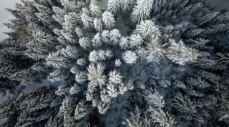 Styrian winter forest from above | © Steiermark Tourismus | Tom Lamm