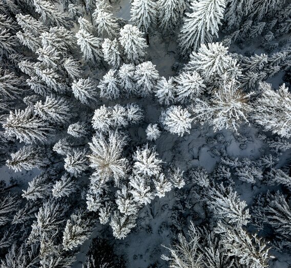 Styrian winter forest from above | © Steiermark Tourismus | Tom Lamm