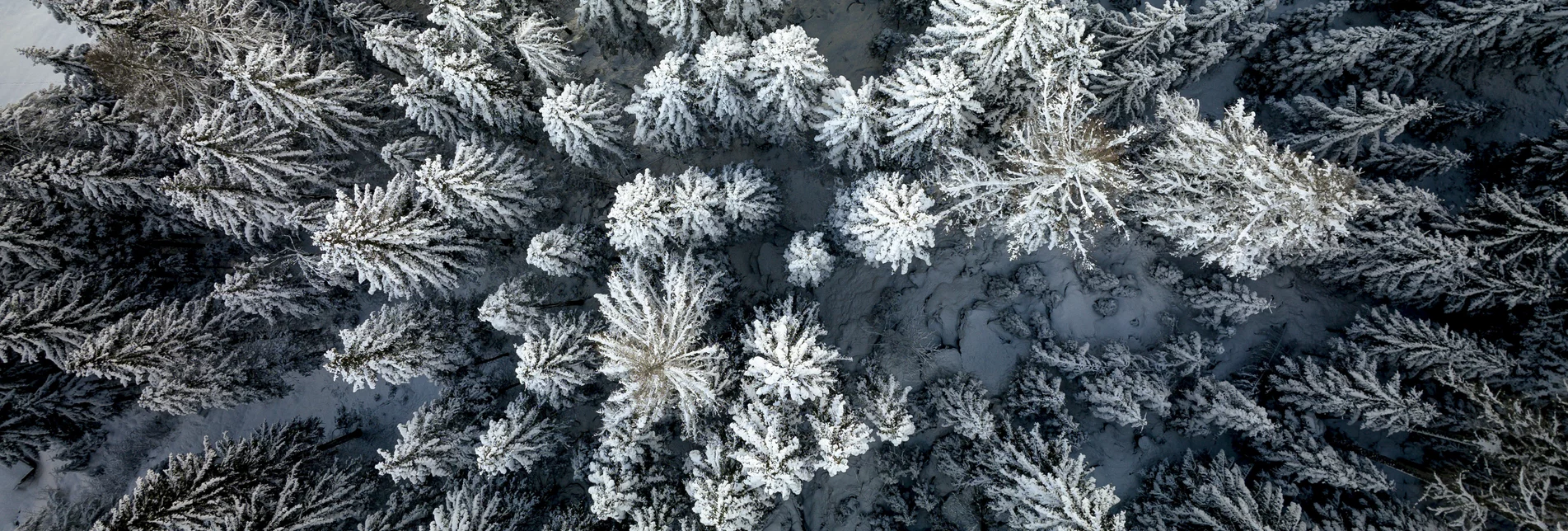 Styrian winter forest from above | © Steiermark Tourismus | Tom Lamm