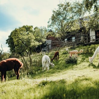 Alpacas from the Dörflgraf_Eastern Styria | © Alpakas vom Dörflgraf