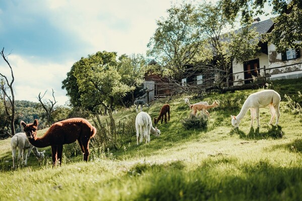 Alpacas from the Dörflgraf_Eastern Styria | © Alpakas vom Dörflgraf