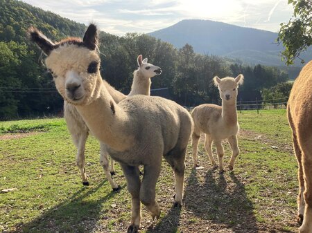 alpacas from the dörflgraf_Eastern Styria  | © Alpakas vom Dörfgraf