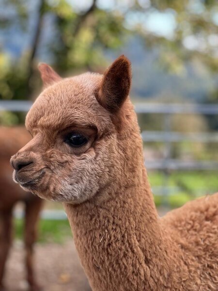 Alpacas from the Dörflgraf_Eastern Styria | © Alpakas vom Dörflgraf