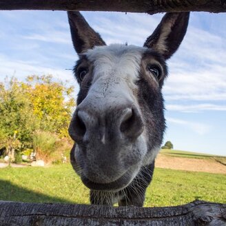 Applefarm Dreier_Donkey_Eastern Styria