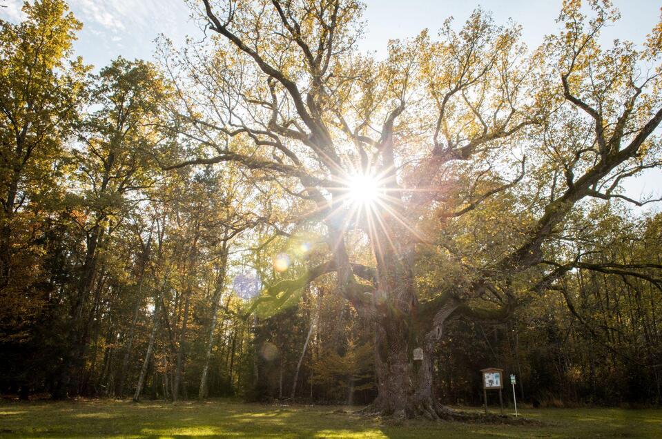 The 1.000 year old oak - Impression #1 | © Kurkommission Bad Blumau