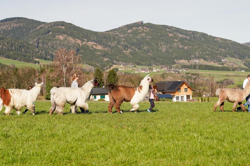 Binderhof Lamas und Alpakas - Impression #1 | © Binderhof