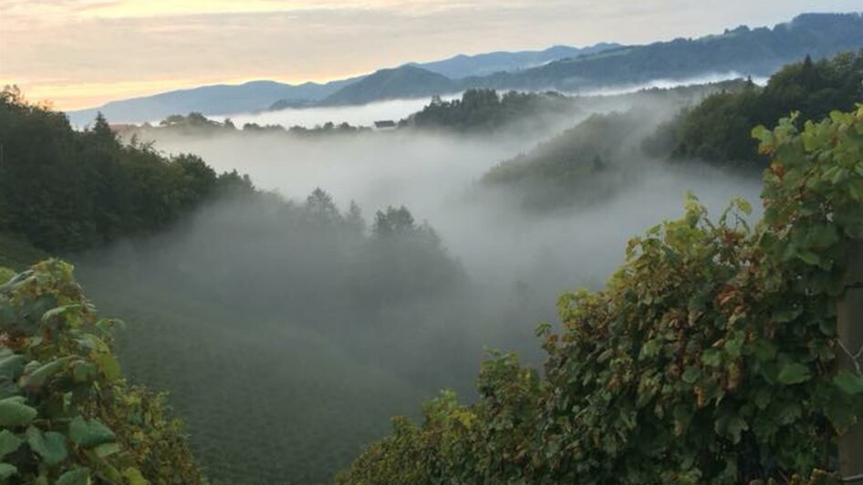 Weinbauernhof Wildbacher Weingarten Nebel | © Weinbauernhof Wildbacher | Fam. Wildbacher