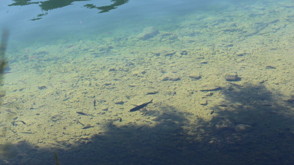 Fische im Grundlsee | © Viola Lechner