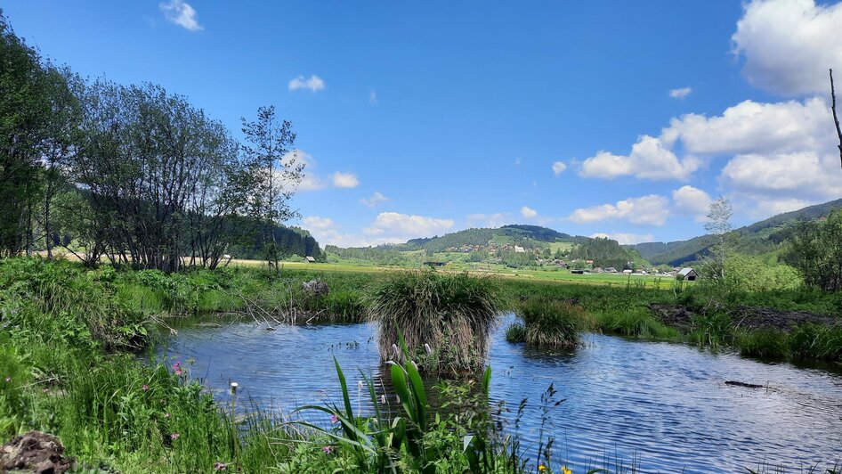 Naturjuwel Hörfeld-Moor | © Naturpark Zirbitzkogel-Grebenzen