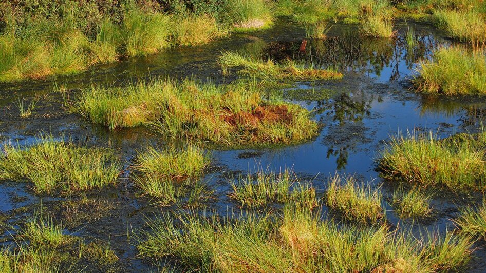 Hörfeld Moor, Fauna | © Naturpark Zirbitzkogel-Grebenzen