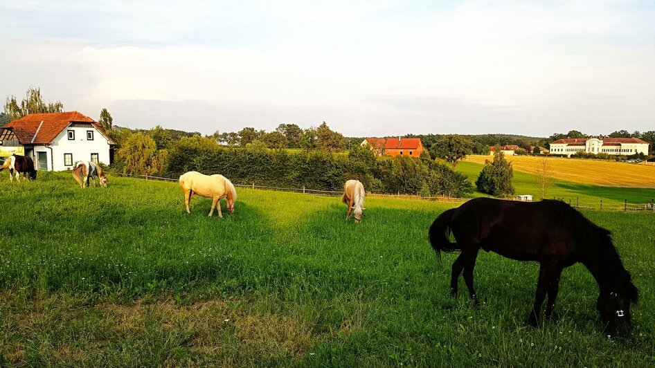 Hoppgalopp_Pferde_Oststeiermark | © Hopp Galopp