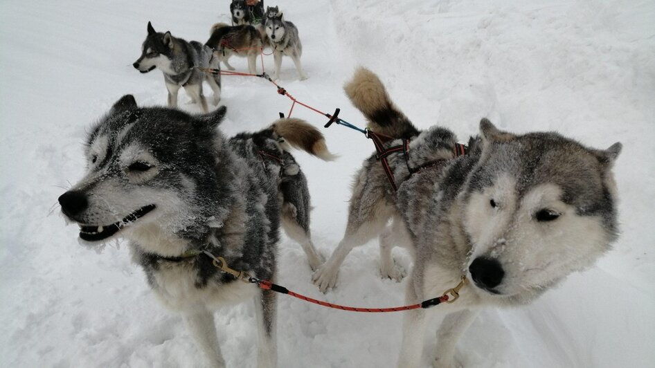 Schlittenhunde | © Harald Tauderer