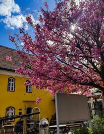 Kniely Haus Leutschach | © Kniely Haus Leutschach | Kniely Haus Leutschach | © Kniely Haus Leutschach