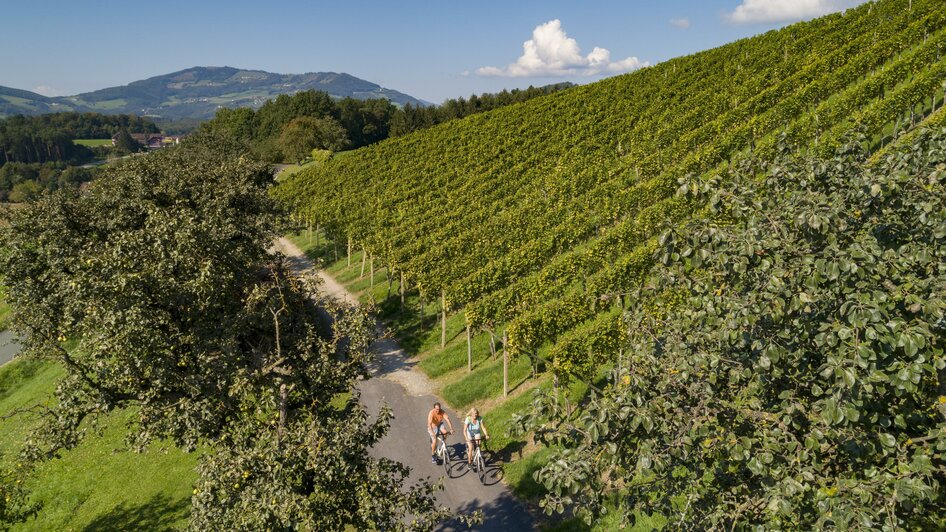 Radfahren_Weingärten_Oststeiermark | ©  Tourismusverband Oststeiermark