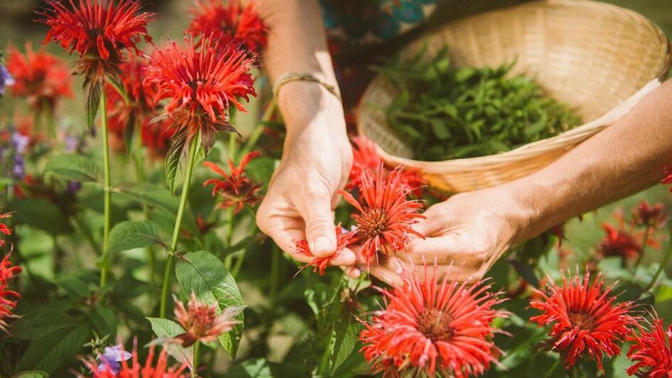 Kräuter aus dem eigenen Garten | © Stefan Leitner