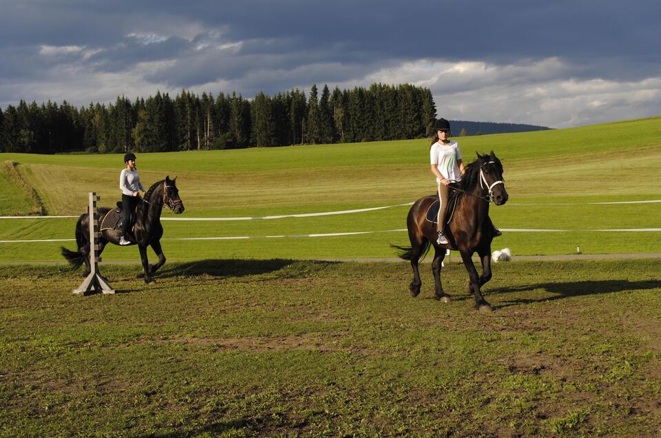 Riding farm at the Gasthof Seeblick - Impression #1