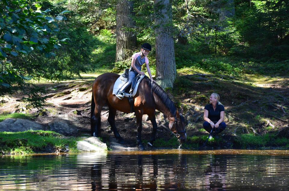 Reiten am Schilcherhof - Impression #1 | © Tourismusverband Murau