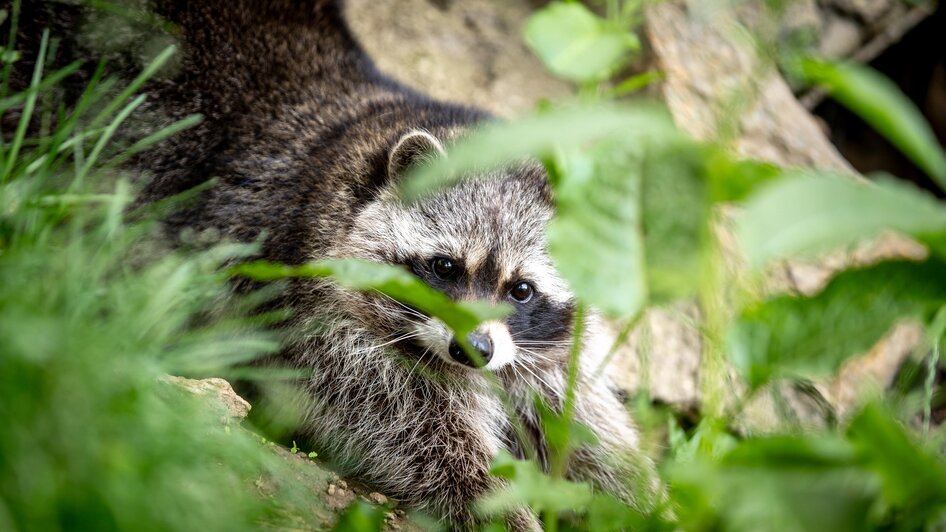 Waschbär | © Tourismusverband Murau