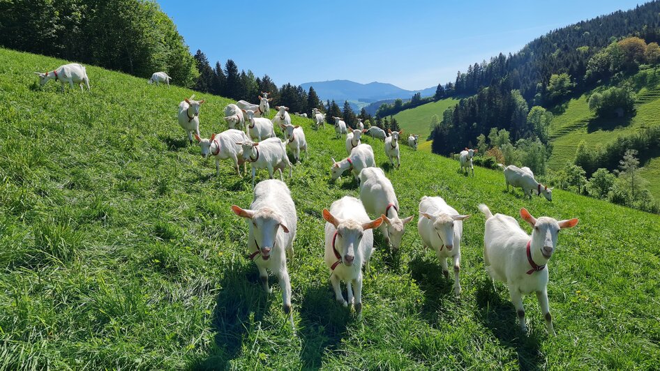 Ziegen_Weide_Oststeiermark | © Ziegenhof Harrer