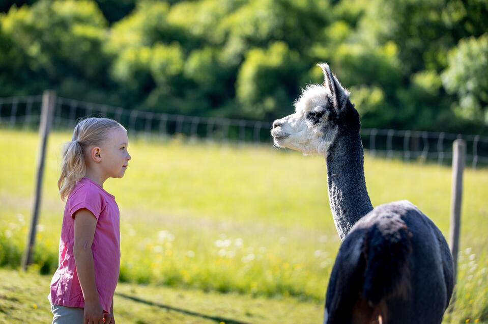 alpakahaus.at Petting zoo - Impression #1 | © Tourismusverband Murau