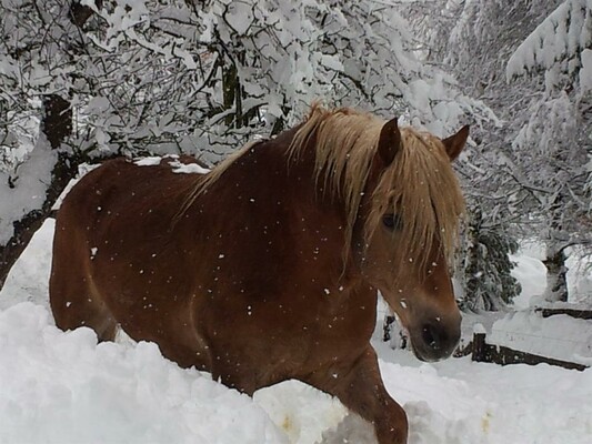 Sindy - unser Haflinger | © Martin Stolz