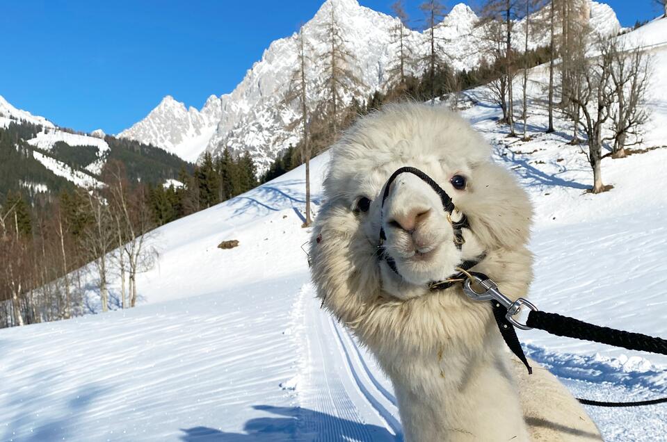 Dachstein Alpakas am Biobauernhof Grundlehner - Impression #1 | © Dachsteinalpakas