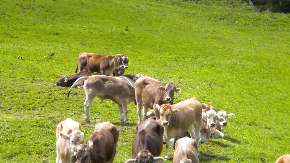 Kühe am Maierlhof | © Familie Hofer